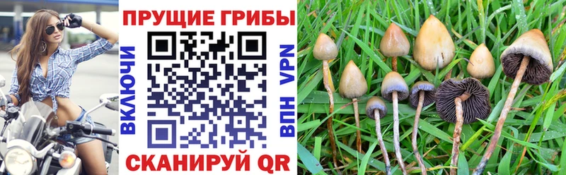 цена наркотик  Тетюши  Псилоцибиновые грибы Psilocybine cubensis 